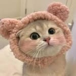 Braulio Borja avatar